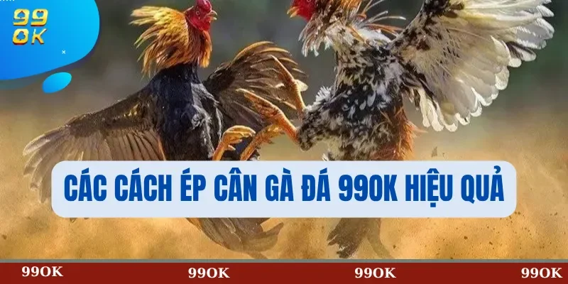 Các Cách Ép Cân Gà Đá 99OK Hiệu Quả
