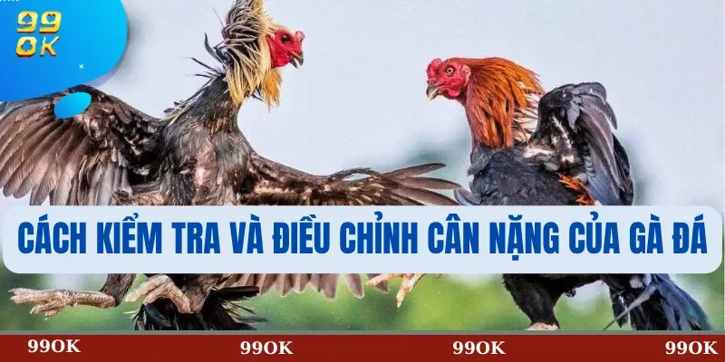 Cách Kiểm Tra Và Điều Chỉnh Cân Nặng Của Gà Đá