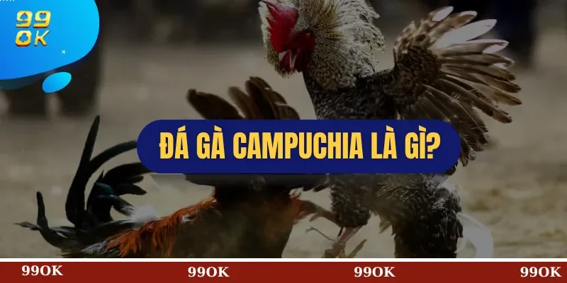 Đá Gà Campuchia Là Gì?