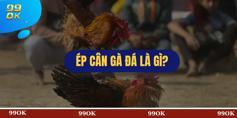 Ép Cân Gà Đá Là Gì?