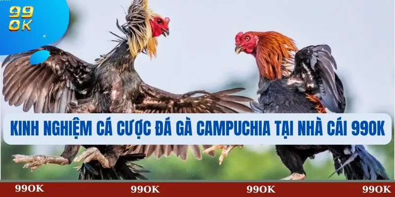 Kinh Nghiệm Cá Cược Đá Gà Campuchia Tại Nhà Cái 99OK