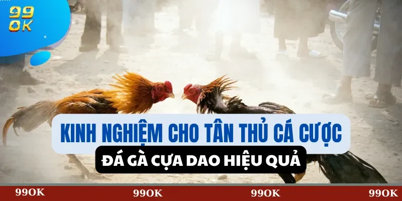 Kinh Nghiệm Cho Tân Thủ Cá Cược Đá Gà Cựa Dao Hiệu Quả