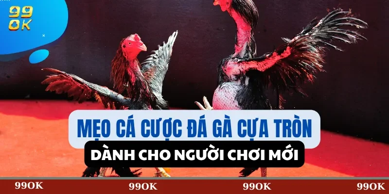 Mẹo Cá Cược Đá Gà Cựa Tròn Dành Cho Người Chơi Mới