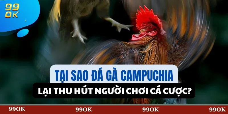 Tại Sao Đá Gà Campuchia Lại Thu Hút Người Chơi Cá Cược?