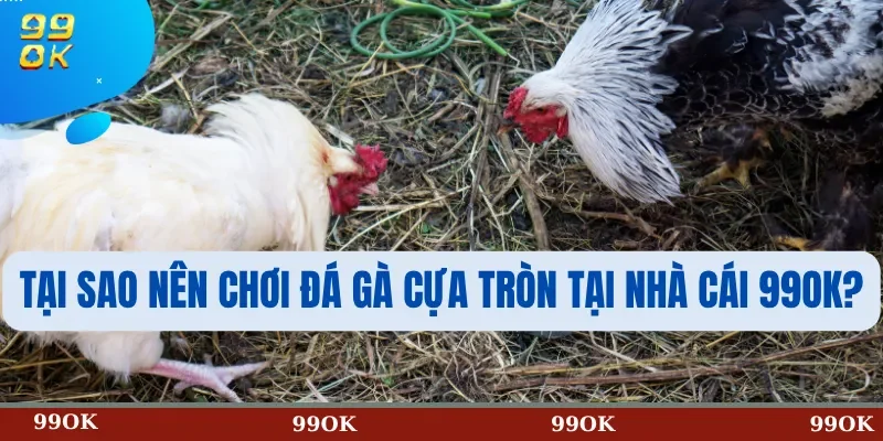 Tại Sao Nên Chơi Đá Gà Cựa Tròn Tại Nhà Cái 99OK?