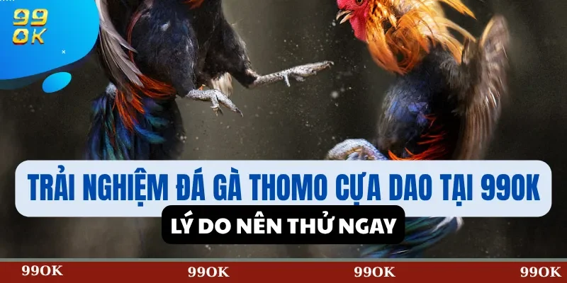 Trải Nghiệm Đá Gà Thomo Cựa Dao Tại 99OK – Lý Do Nên Thử Ngay